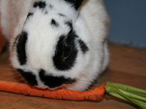 Rabbit food - Pet rabbit eating a carrot