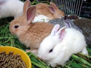 Small Pet Rabbits